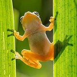 Amphibians